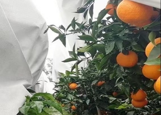 comprar Isolamento térmico e tecidos não tecidos compostos translúcidos para jardim à prova de frio online manufacture