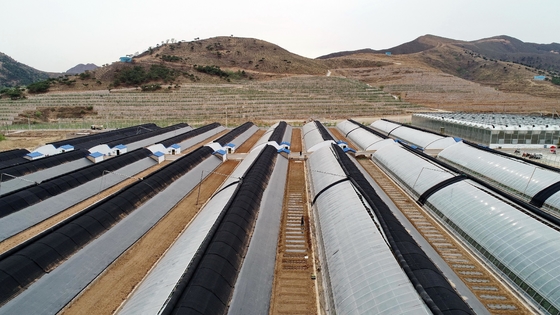 comprar 100% Polipropileno Tecnologia Avançada Resistente à poeira Controle de Pragas Baratos Tecidos Práticos Não Tecidos Para Agricultura online manufacture