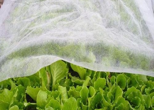 comprar PP Tecidos não tecidos Anti-gelação Prevenção de insetos para agricultura online manufacture