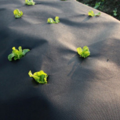 comprar Não tecido protetor agrícola de alta tenacidade: Anti-envelhecimento, resistente a rasgos para cultivo de culturas online manufacture