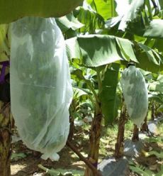 comprar Weed Control Agriculture PP Nonwoven for Planting Customize Weight Color Width Length online manufacture