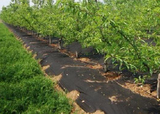 comprar Da vegetação rasteira/paisagem da agricultura da tela do controle de ervas daninhas da tela verde preto tóxico não - online manufacture