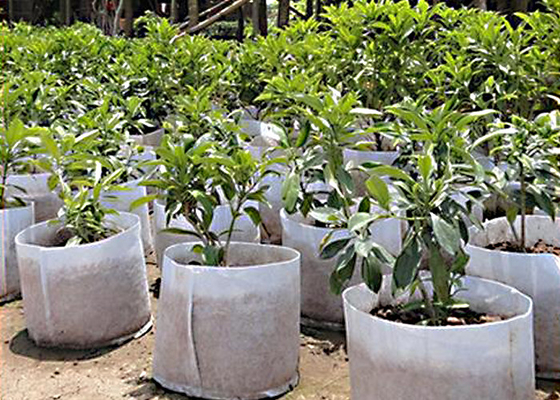 comprar Polipropileno 100% biodegradável da palha de canteiro da paisagem da tela do controle de ervas daninhas da vegetação rasteira online manufacture