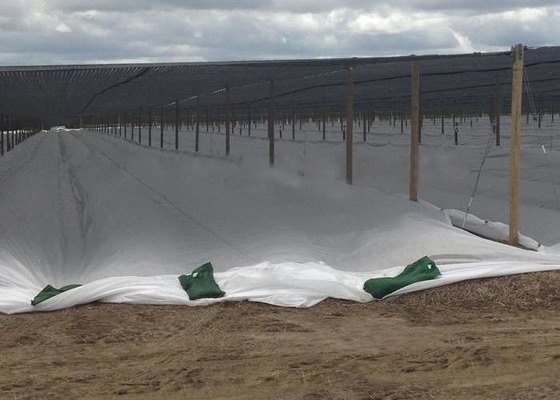 comprar Tela não tecida Degradable dos PP, da tela à terra do controle de ervas daninhas da tampa da planta resistente UV online manufacture