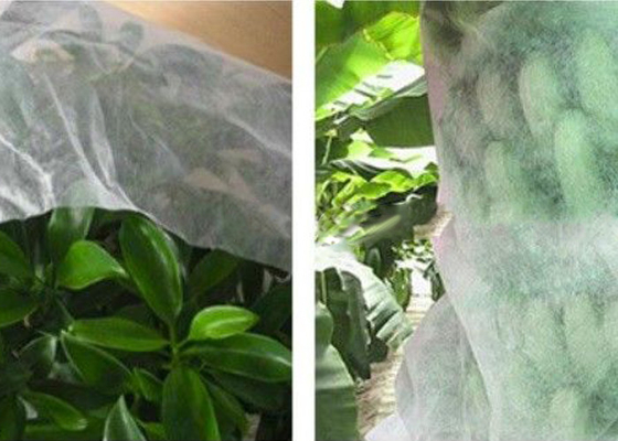 comprar Boa tela resistente ao gelo venenosa não não tecida da tela da agricultura da transparência - online manufacture