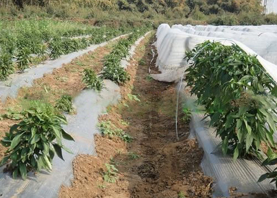 comprar OEM não tóxico não tecido vegetal do peso leve da tela da agricultura da tampa disponível online manufacture