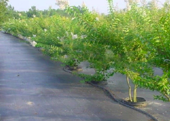 comprar Cor não tecida profissional da tela da agricultura personalizada para a esteira do controle de ervas daninhas online manufacture